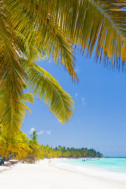 istock Tropical beach on Saona Island 492076594