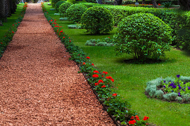 istock Several flat bushes in the garden 492079826