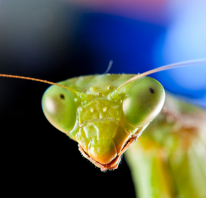 Green adult female Mantis religiosa portrait in blue background.
