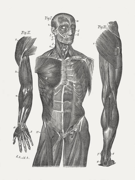 illustrazioni stock, clip art, cartoni animati e icone di tendenza di i muscoli di uomo, pubblicata nel 1884 - human muscle muscular build animal muscle anatomy