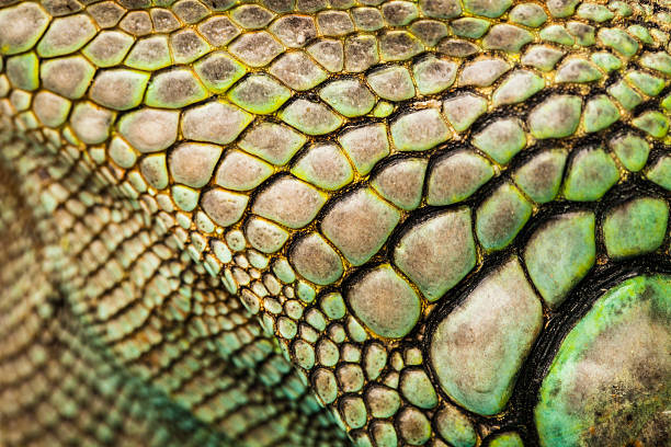 iguana - animal skin fotos fotografías e imágenes de stock