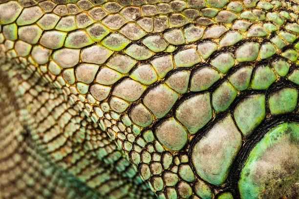 colorful iguana reptile skin, close up