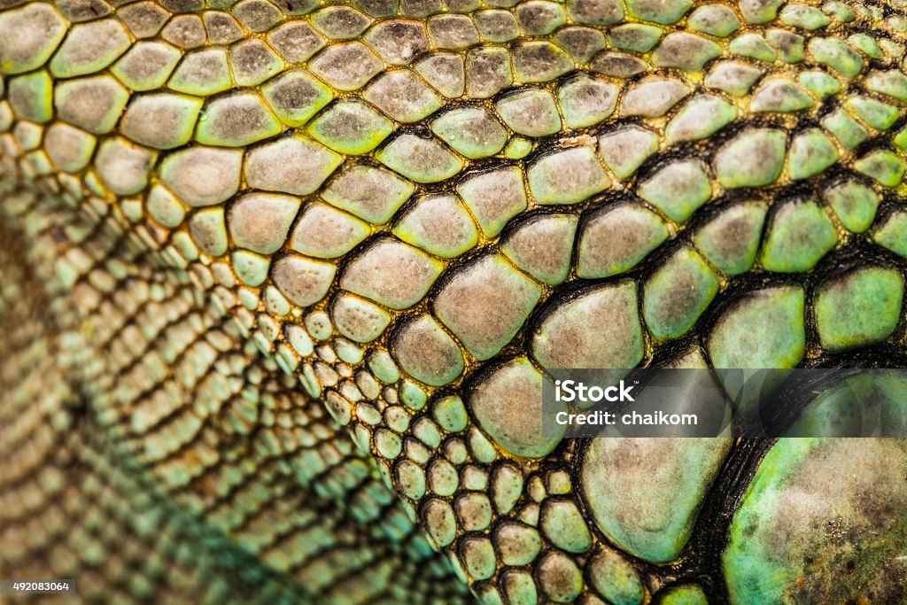 Iguana - Foto de stock de Texturizado - Descrição Geral royalty-free