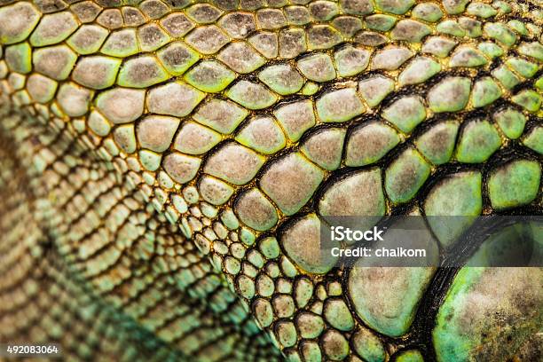 Foto de Iguana e mais fotos de stock de Texturizado - Descrição Geral - Texturizado - Descrição Geral, Dinossauro, Iguana