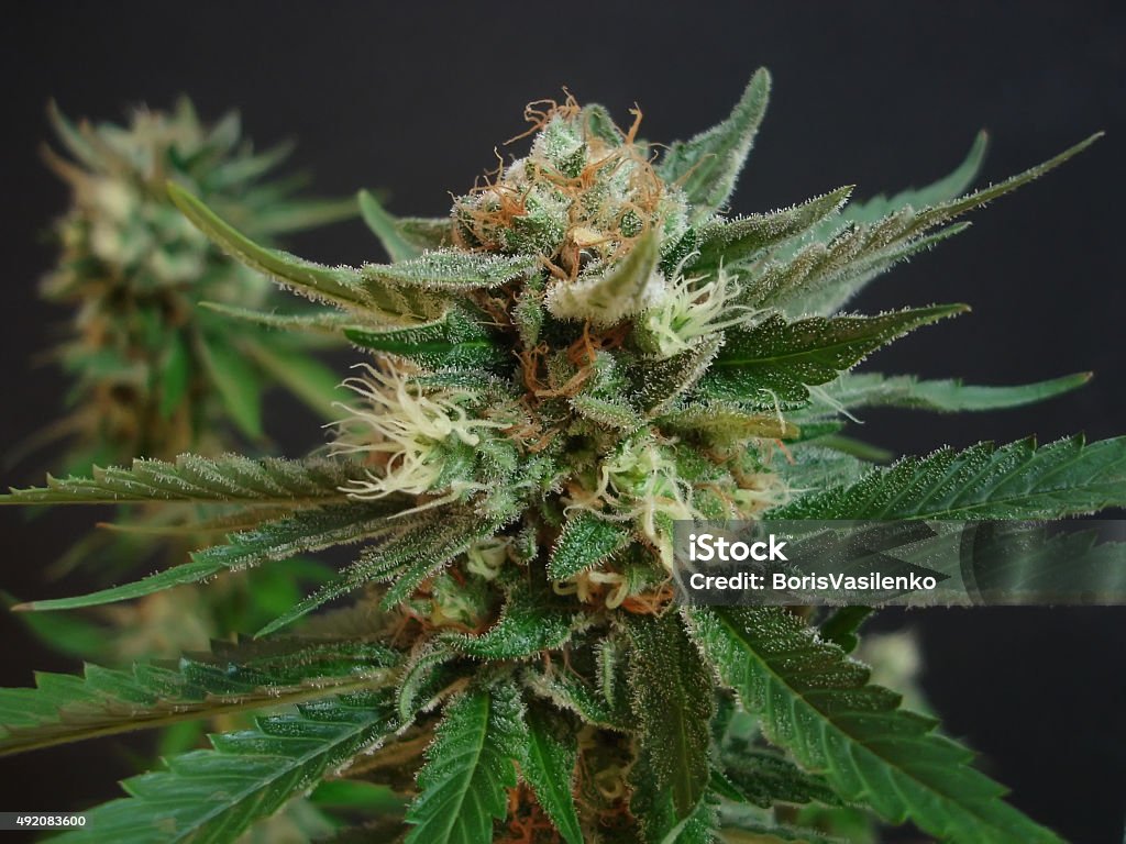 cannabis big, juicy selective plants of cannabis on a dark background closeup 2015 Stock Photo