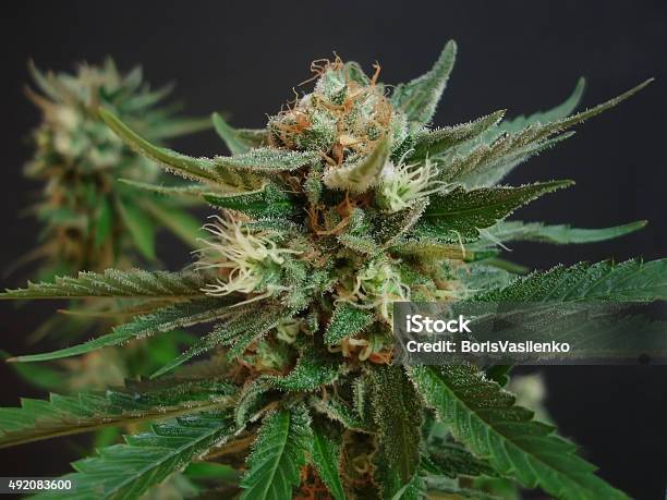 Cannabis Stock Photo - Download Image Now - 2015, Agriculture, Cannabis sativa