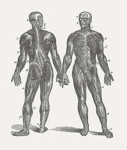 illustrazioni stock, clip art, cartoni animati e icone di tendenza di i muscoli di uomo, pubblicata nel 1884 - human muscle muscular build animal muscle anatomy