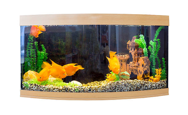 istock Beautiful semi-circular aquarium with tropical fish 492092876