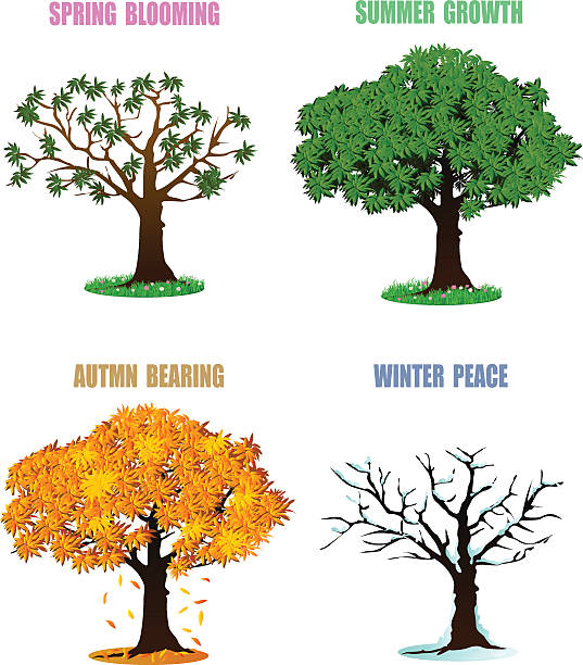 ilustraciones, imágenes clip art, dibujos animados e iconos de stock de árbol en cuatro estaciones concepto de diseño de primavera, verano, otoño, invierno - four seasons cloud autumn plant