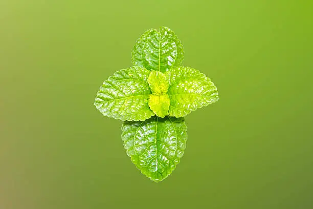 Photo of Peppermint Fresh beautiful Isolated on green background