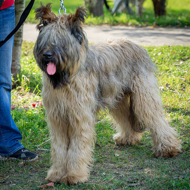 istock Briard dog - french shepherd standing in the yard 492094968