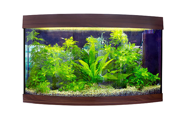 istock Beautiful semi-circular aquarium with tropical fish on a white b 492095030
