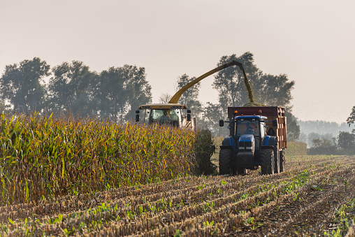 Backlit image of mechanical harvesting of organic cultivated fodder maize plants at the end of a sunny day in the beginning of the autumn season.