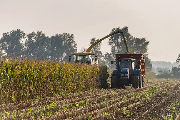 Photo of Mechanical harvesting of maize plants