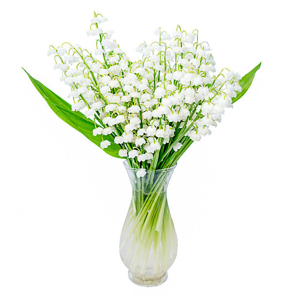 bouquet von lilien im tal auf weißem hintergrund - cut flowers white small still life stock-fotos und bilder