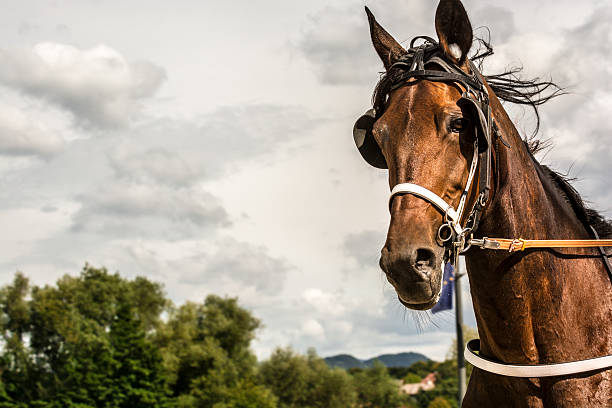 cheval sur les courses attelées une compétition contre ciel nuageux - horse animal head animal sky photos et images de collection