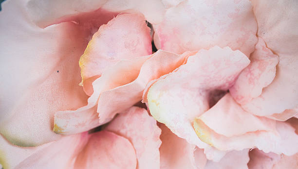 istock Floral wallpaper, background from flower petals 492097760