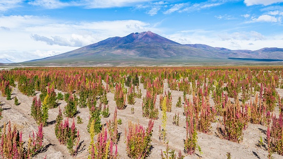quinoa fields in the bolivian altiplano