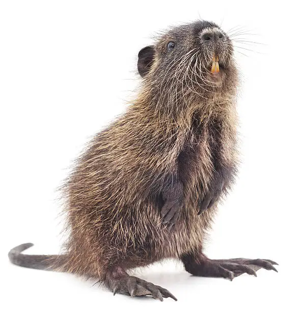 Baby nutria isolated on a white background.