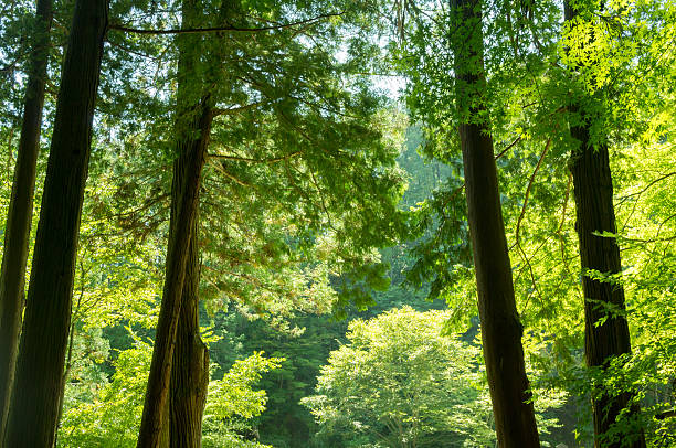 Forest of cedar trees in Japan