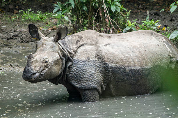 istock One Horned Rhinoceros 492098944