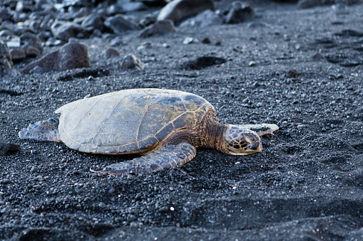 beautiful big turtle lying on black sand - Hawaii island