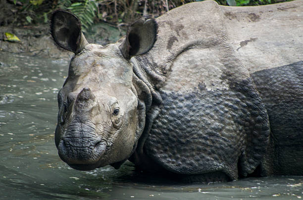 istock The One Horned Rhinoceros 492099372