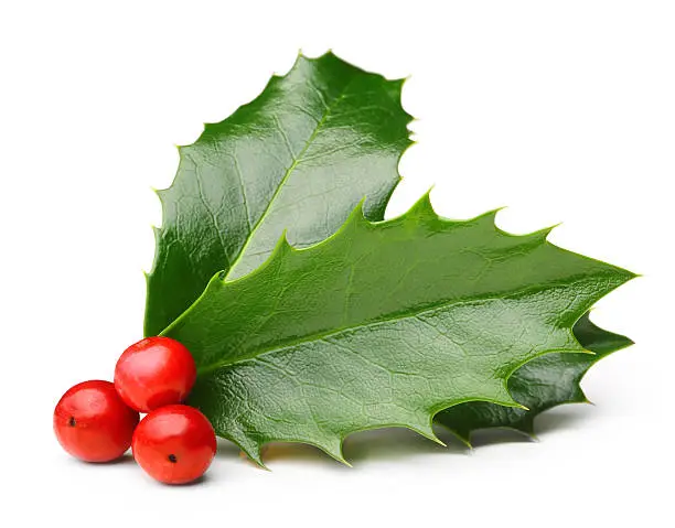 Photo of Holly berry leaves isolated