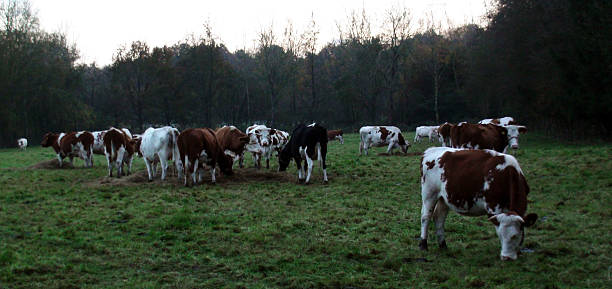 istock Evening View Of Group Of Animals Cow 492099608