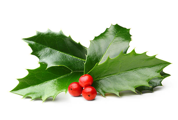 istock Holly berry leaves isolated 492099620