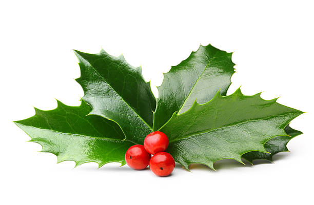 istock Holly berry leaves isolated 492099626