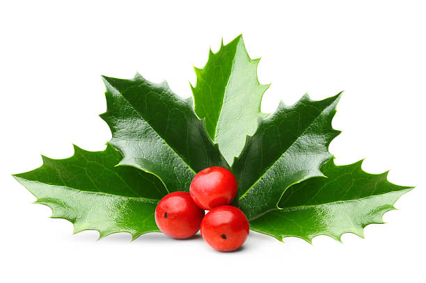 istock Holly berry leaves isolated 492099640