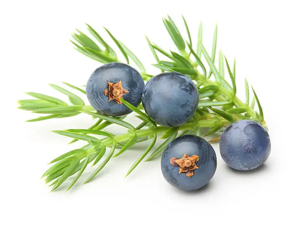 Juniper berries isolated on white background.