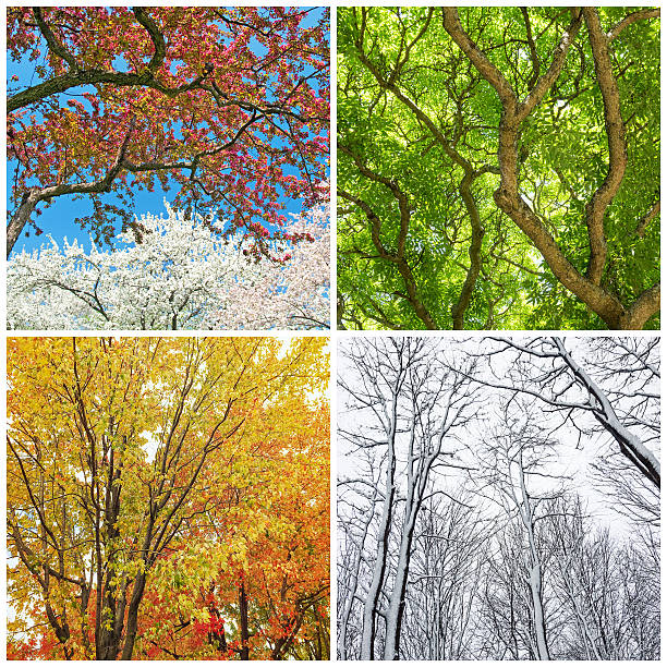bäume im frühling, sommer, herbst und winter - winter landscape canada branch stock-fotos und bilder
