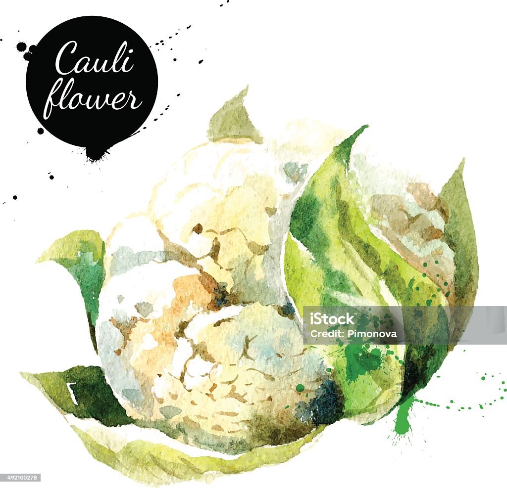 Cauliflower. Hand drawn watercolor painting on white background. Cauliflower. Hand drawn watercolor painting on white background. Vector illustration Cauliflower stock vector