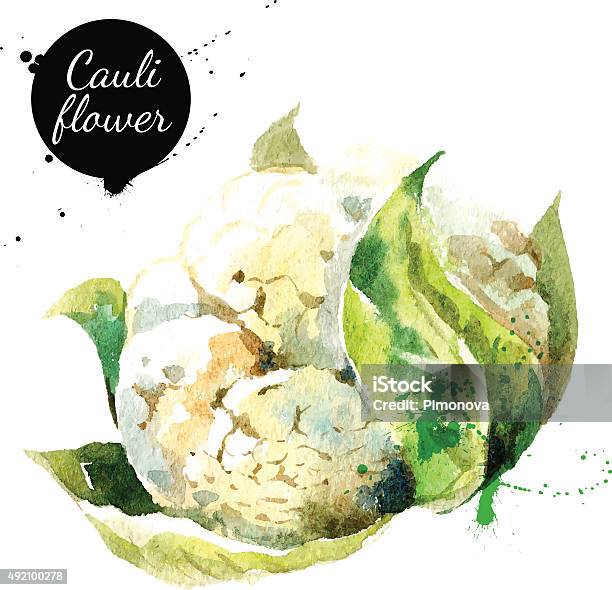 Cauliflower Hand Drawn Watercolor Painting On White Background Stock Illustration - Download Image Now