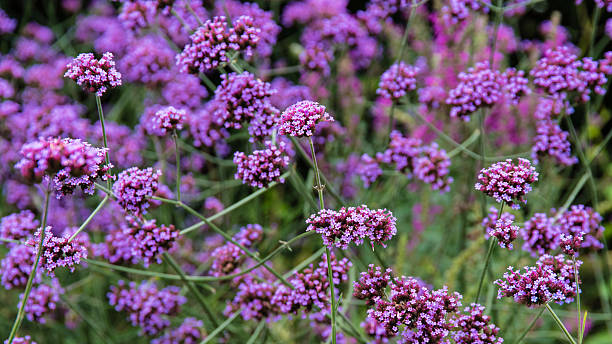 Wild Purple Flowers Wild purple flowers in a garden. Hever Castle stock pictures, royalty-free photos & images