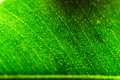ficus leaf close up 