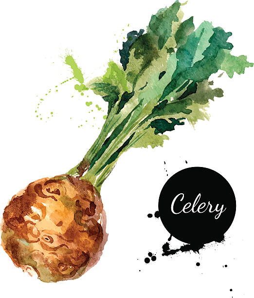 hand drawn акварельный живопись на белом фоне. vector illus - celery vegetable illustration and painting vector stock illustrations