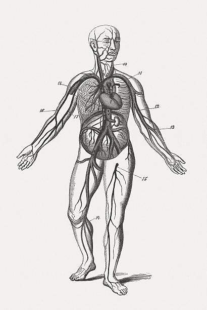 krążenie krwi ludzkiej, opublikowana w 1884 - human blood vessel human artery human cardiovascular system human vein stock illustrations