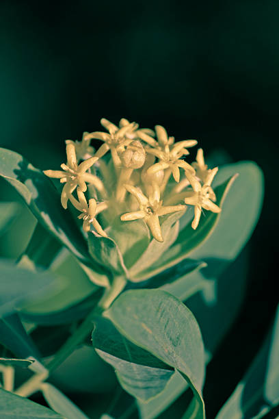 fish poison bush, balsam baum, gnidia glauca - hair balsam stock-fotos und bilder