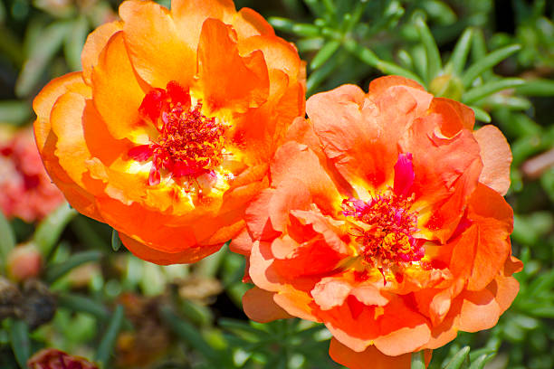 moss rose, Portulaca grandiflora 'Happy Trails Orange'