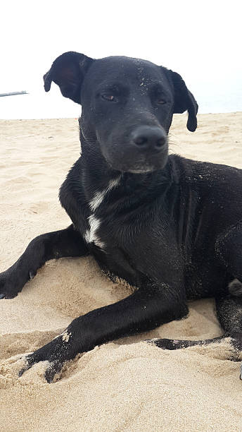 istock black dog sitting on beach 492105832