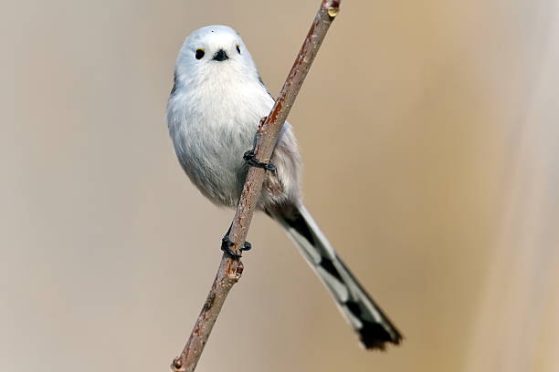 istock long tailed tit in natural habitat (aegithalos caudatus) 492106002