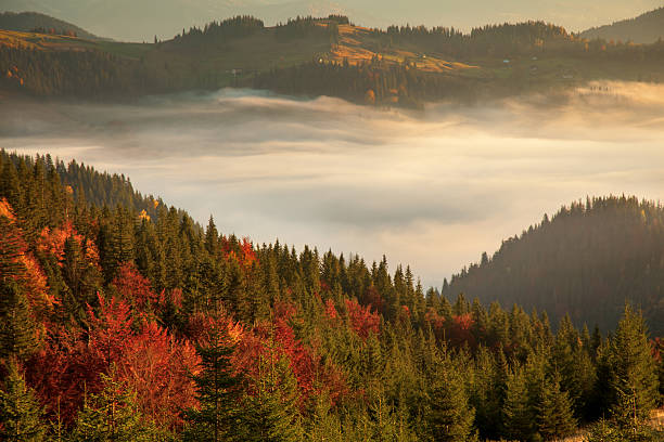 istock Morning mist in mountain woodland. 492106516