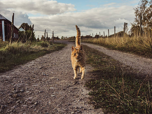 Cute cat on country road in autumn
