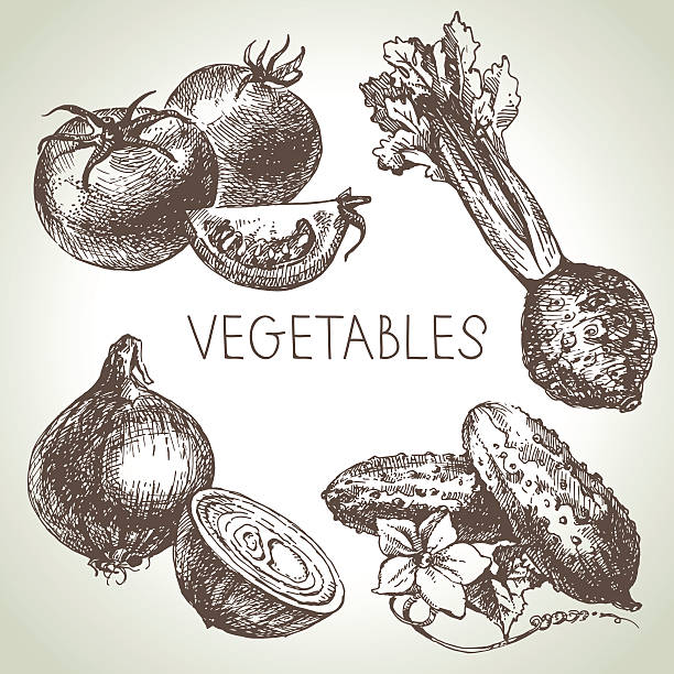 hand drawn sketch овощной набор. eco foods.vector иллюстрация - celery vegetable illustration and painting vector stock illustrations