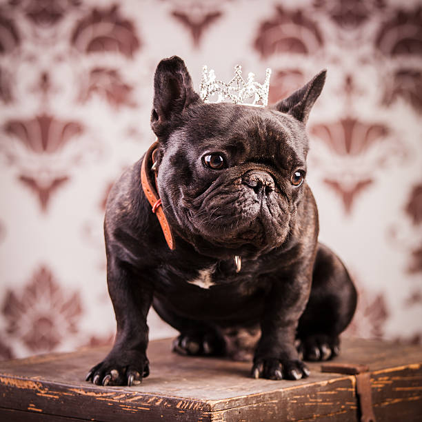 istock french bulldog king 492107538