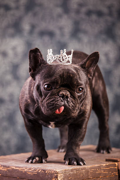 istock french bulldog king 492108060