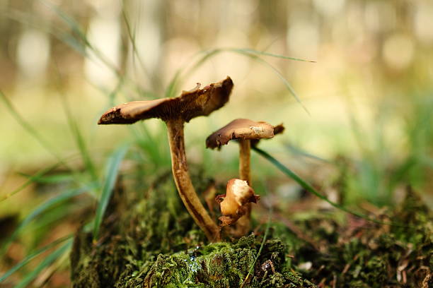 istock mushrooms in the wood 492118460
